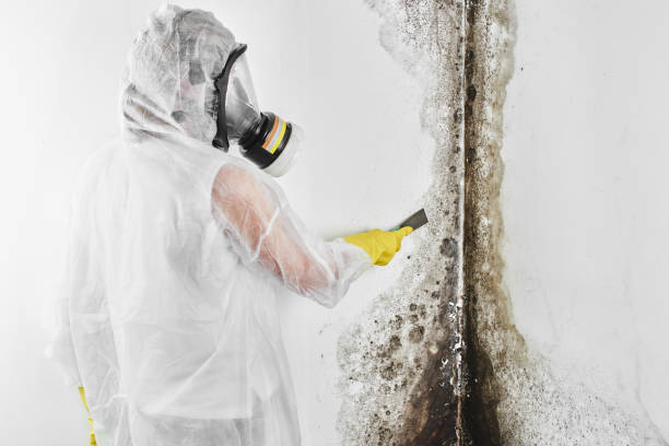 Office Mold Removal Services in Valdese, NC