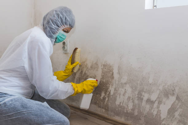 Best Home Mold Removal  in Valdese, NC