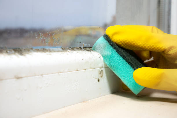 Best Professional Mold Removal  in Valdese, NC