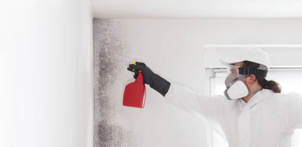 Best Fast Mold Removal  in Valdese, NC