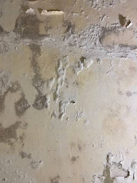 Best Black Mold Removal  in Valdese, NC