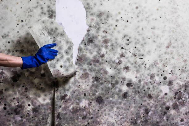 Best Office Mold Removal Services  in Valdese, NC