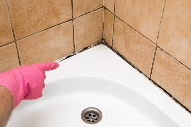 Best Mold Remediation  in Valdese, NC