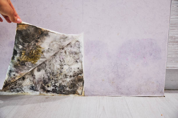 Best Certified Mold Removal  in Valdese, NC